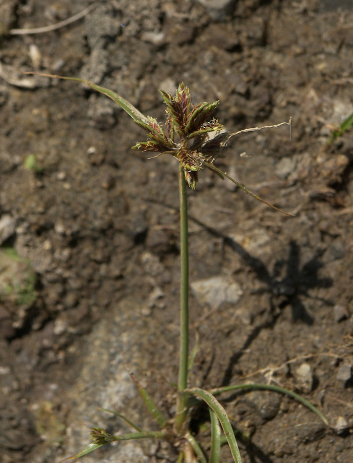 Изображение особи Cyperus glaber.