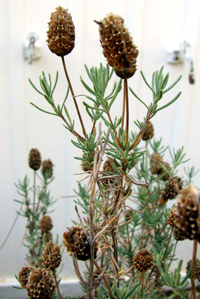 Image of Lavandula stoechas specimen.