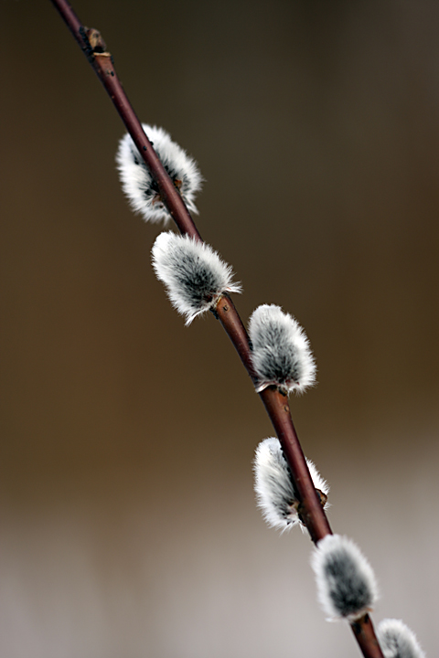 Image of Salix acutifolia specimen.