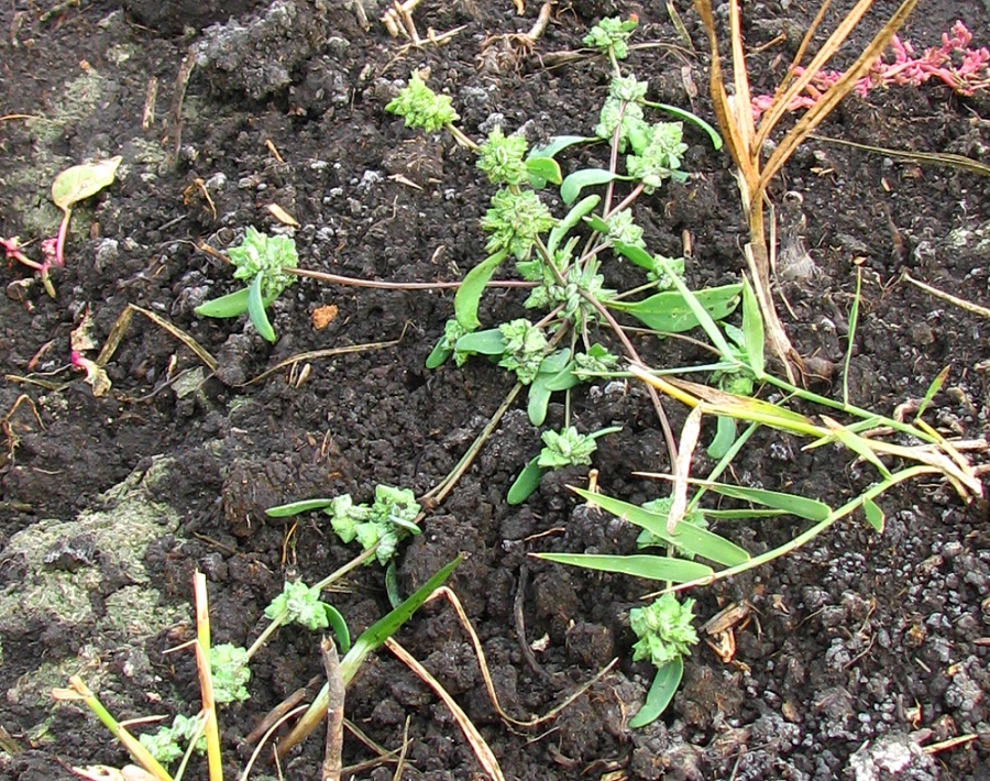 Image of Atriplex patens specimen.