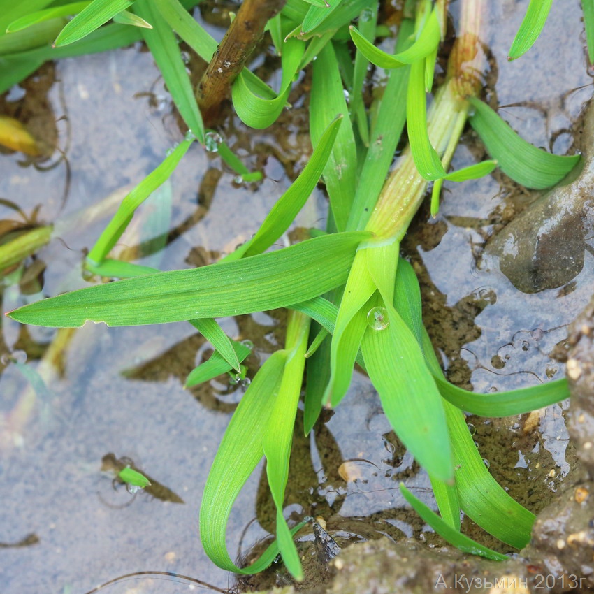 Image of Catabrosa aquatica specimen.