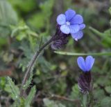 Anchusa cretica