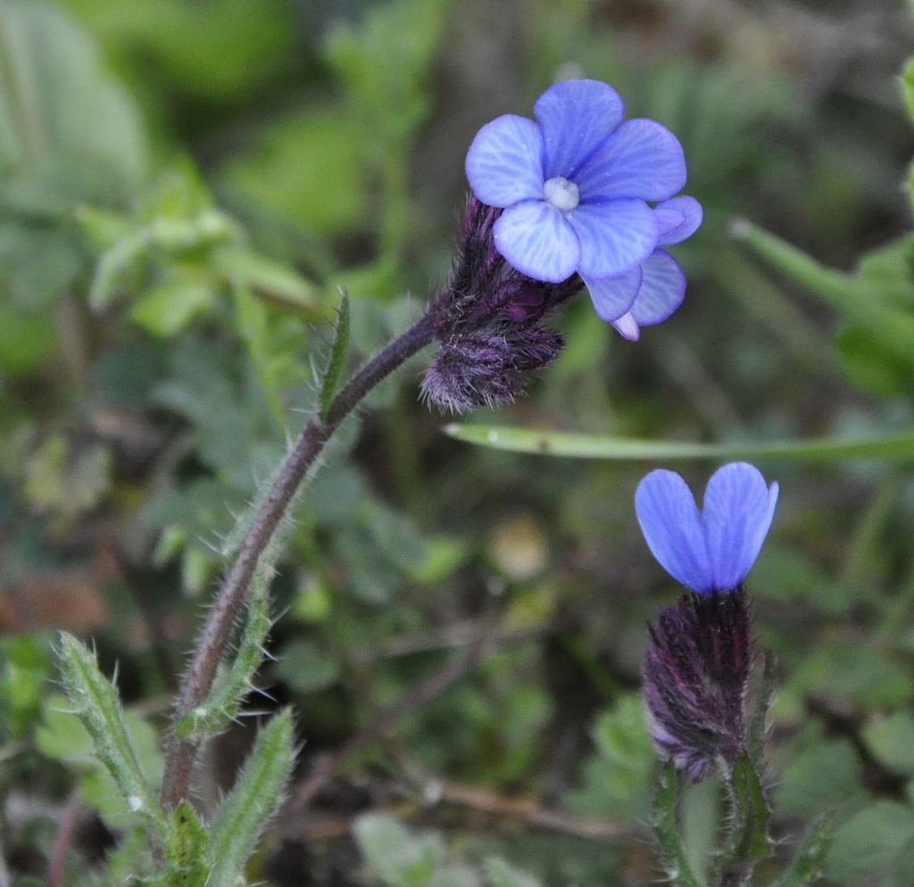 Image of Anchusa cretica specimen.