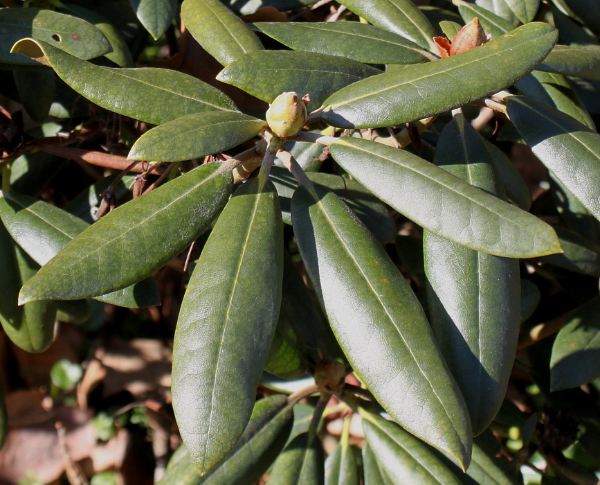 Изображение особи Rhododendron yakushimanum.