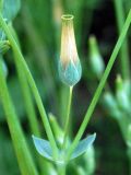 Cerastium perfoliatum