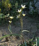 Tulipa bifloriformis. Цветущие растения. Москва, в культуре из Каратау, каньон р. Арыстанды. 08.05.2013.