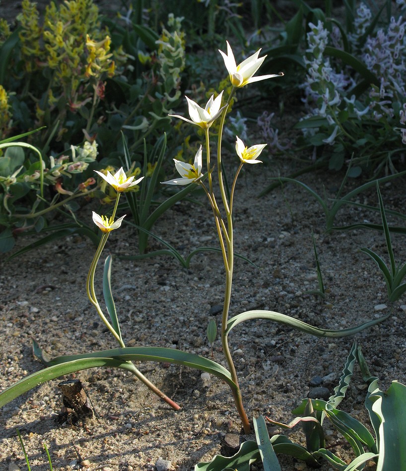 Изображение особи Tulipa bifloriformis.