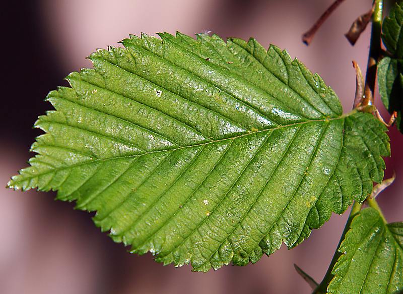 Image of Ulmus laevis specimen.