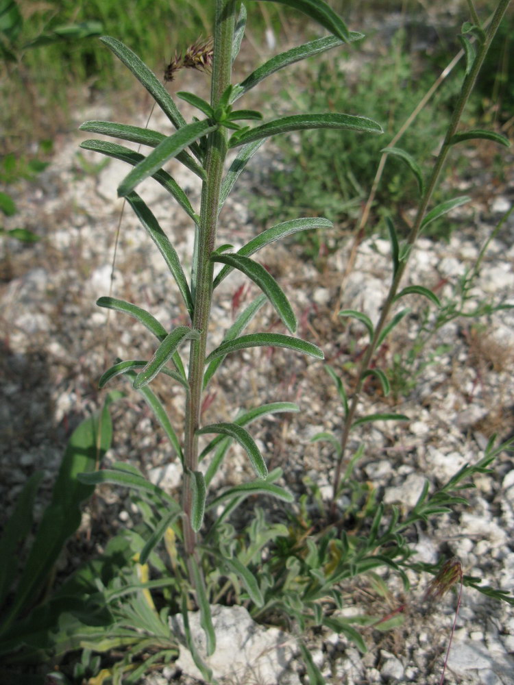 Image of Lappula barbata specimen.