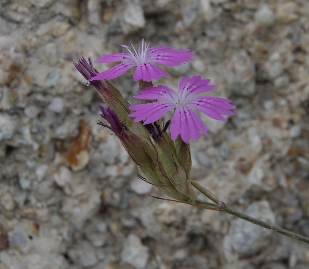 Image of genus Dianthus specimen.