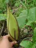 Arum megobrebi