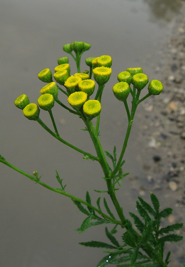 Image of Tanacetum vulgare specimen.