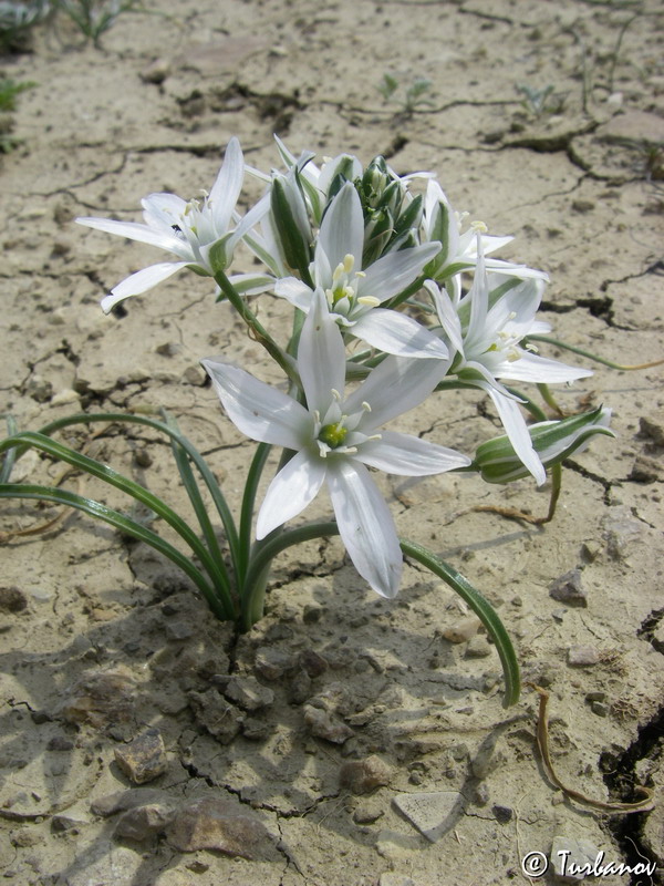 Image of Ornithogalum navaschinii specimen.