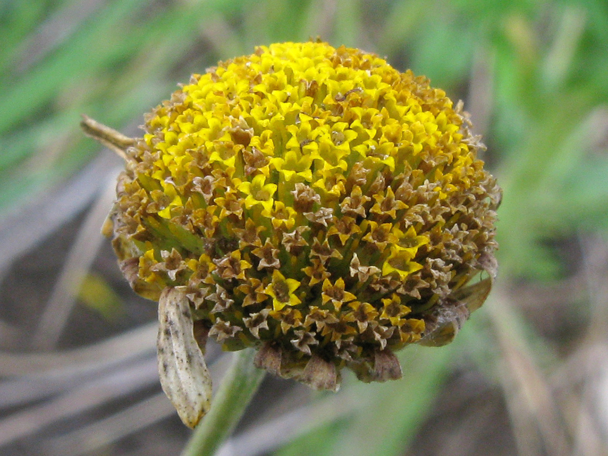 Изображение особи Anthemis tinctoria.