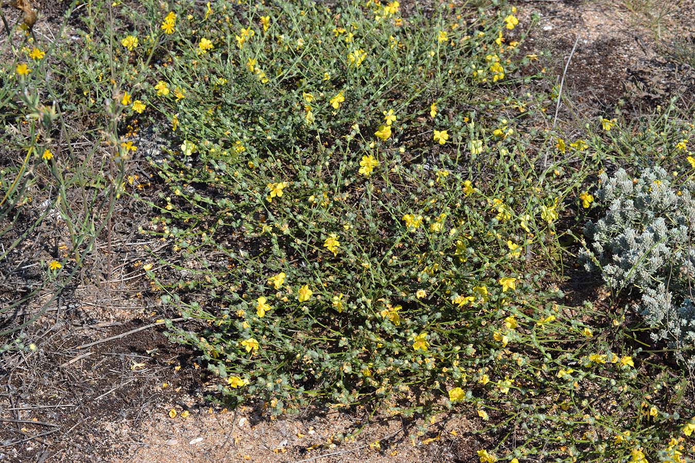 Изображение особи Verbascum pinnatifidum.