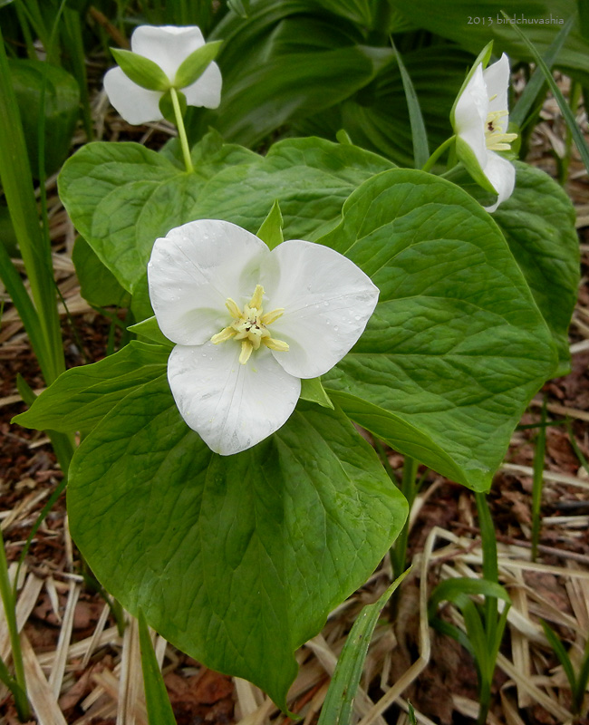 Изображение особи Trillium camschatcense.