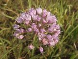 Allium lusitanicum