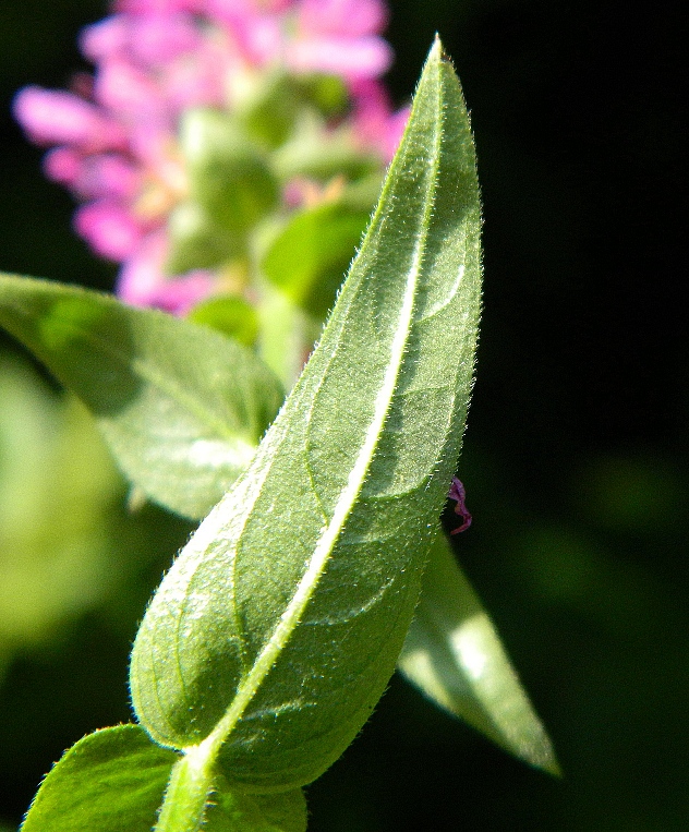 Image of Lythrum salicaria specimen.