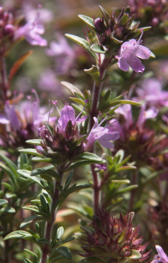 Изображение особи Thymus punctulosus.