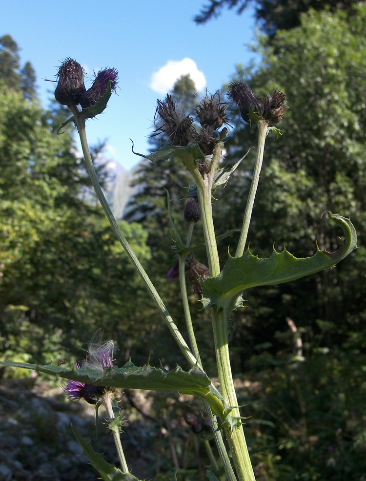 Image of Cirsium uliginosum specimen.