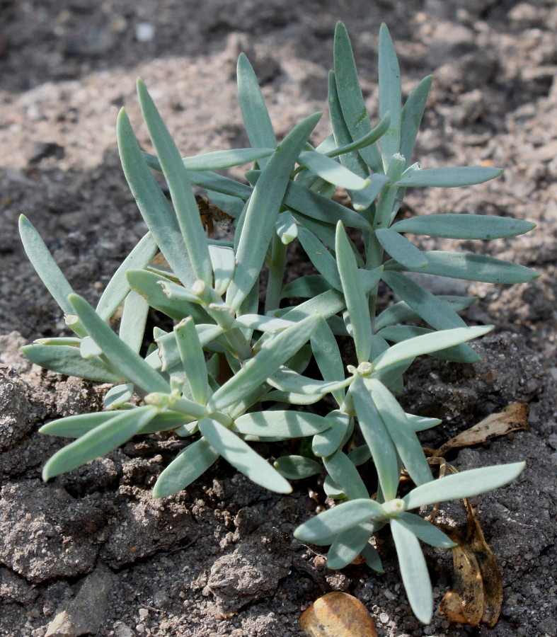 Image of Linaria purpurea specimen.