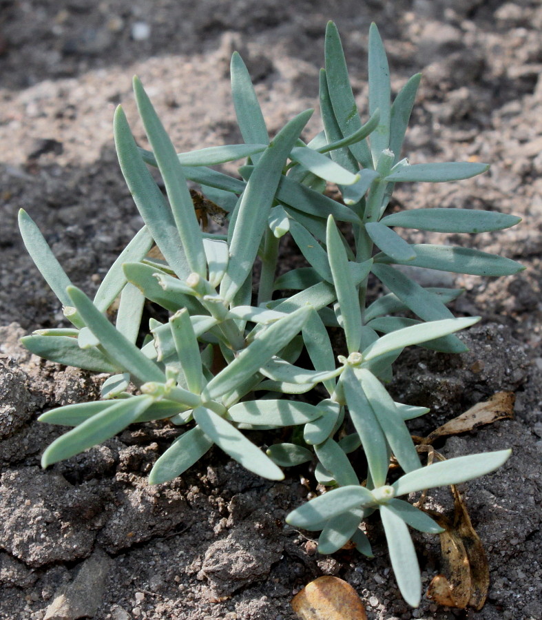 Изображение особи Linaria purpurea.