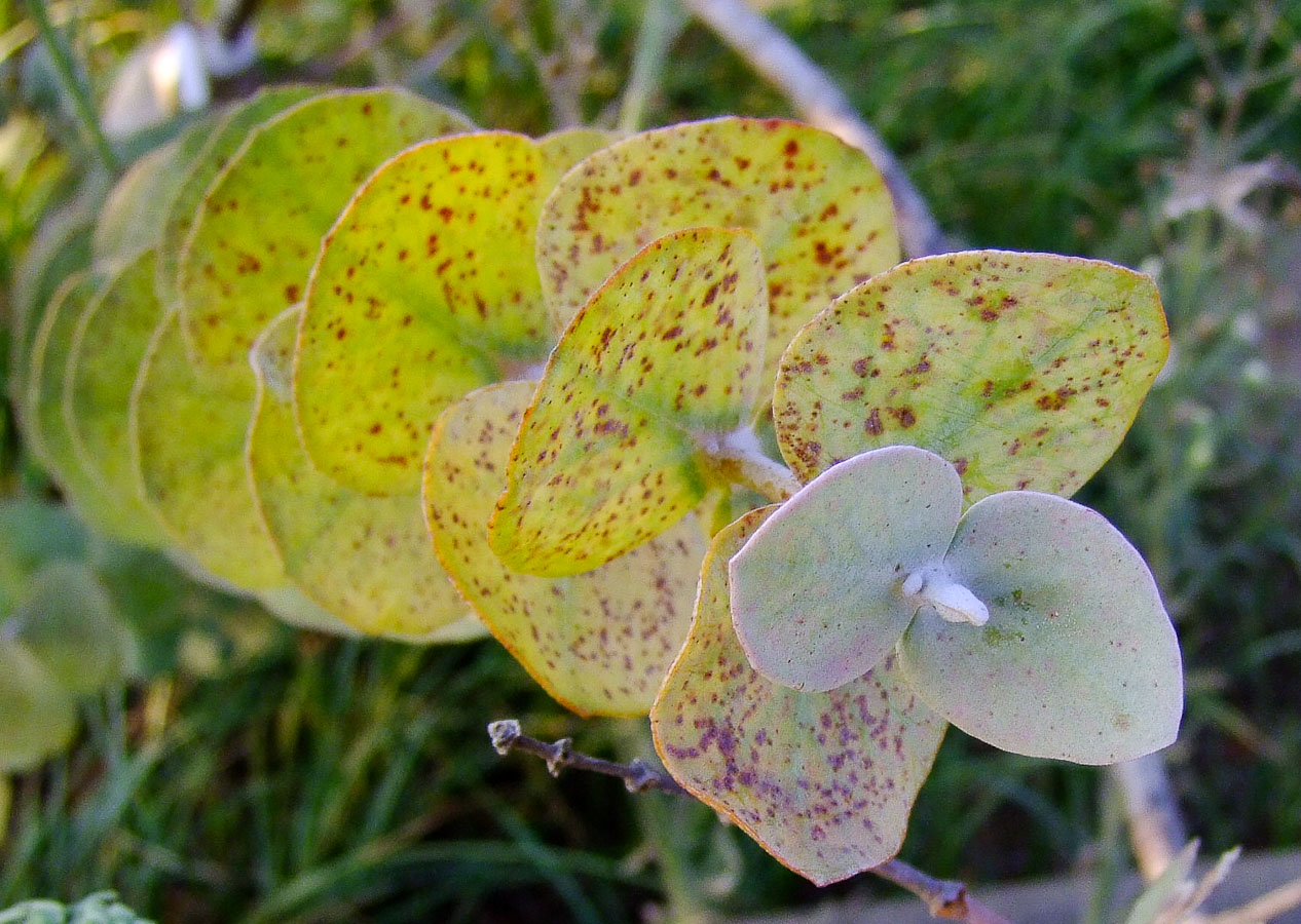 Изображение особи Eucalyptus cinerea.
