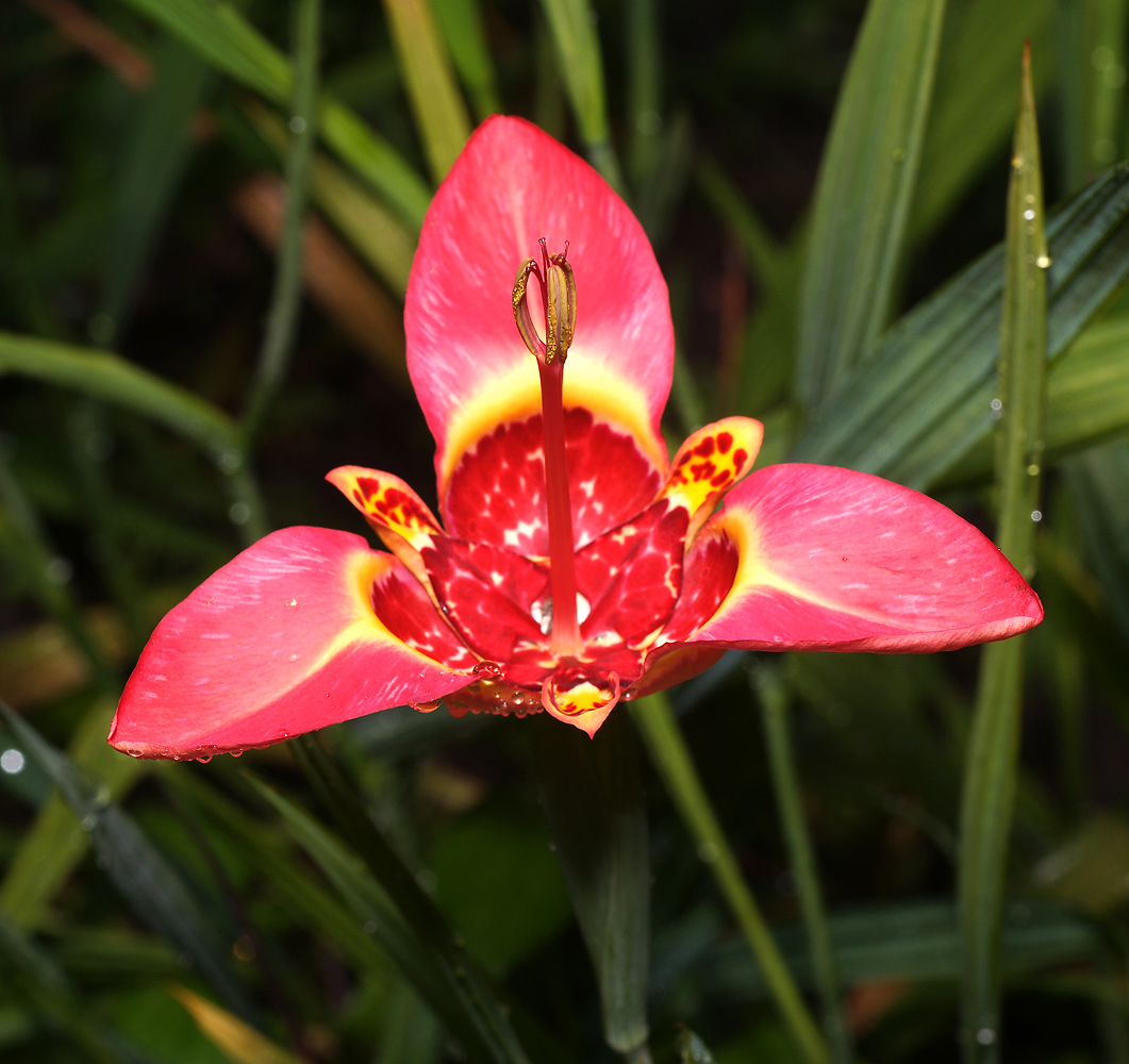 Image of Tigridia pavonia specimen.