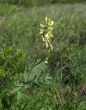 Oxytropis pilosa