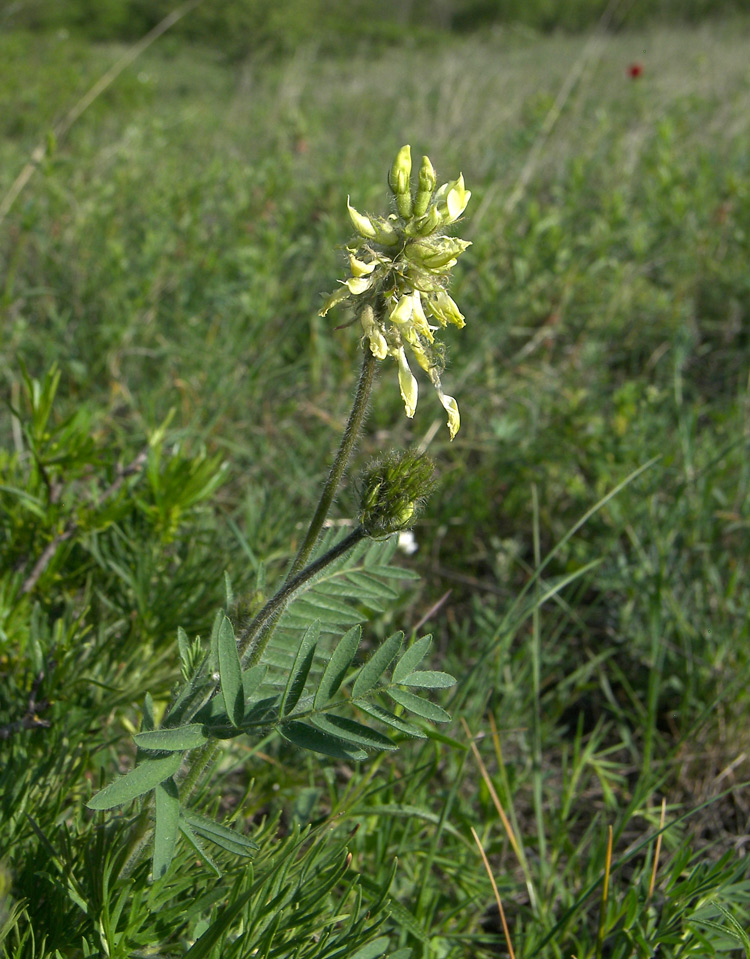 Изображение особи Oxytropis pilosa.