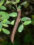 Caragana arborescens. Плод-боб. Подмосковье, г. Одинцово, придомовые посадки. Сентябрь 2013 г.