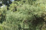 Hesperocyparis macnabiana