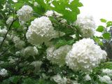 Viburnum form roseum