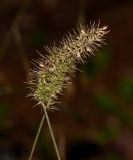 Setaria adhaerens