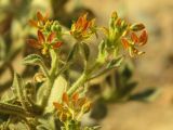 Cleome arabica