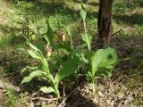 Cypripedium calceolus. Цветущие растения. Московская обл., Талдомский р-н, близ пгт Запрудня. 21.05.2010.