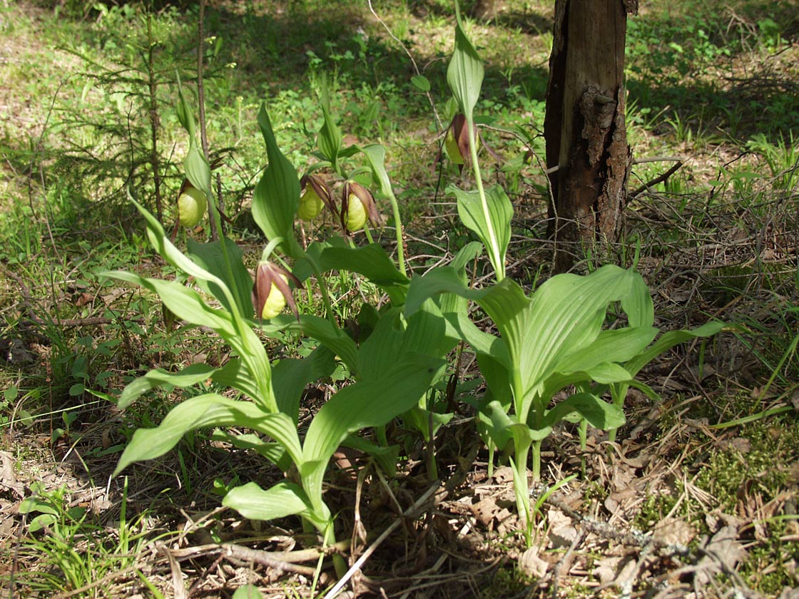 Изображение особи Cypripedium calceolus.