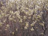 genus Salix