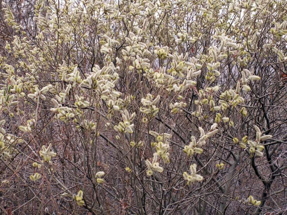 Image of genus Salix specimen.