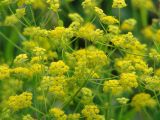 Bupleurum scorzonerifolium. Соцветия. Иркутск, окр. курорта \"Ангара\". 03.08.2012.