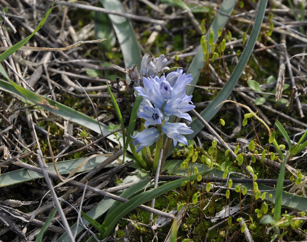 Изображение особи Bellevalia hyacinthoides.