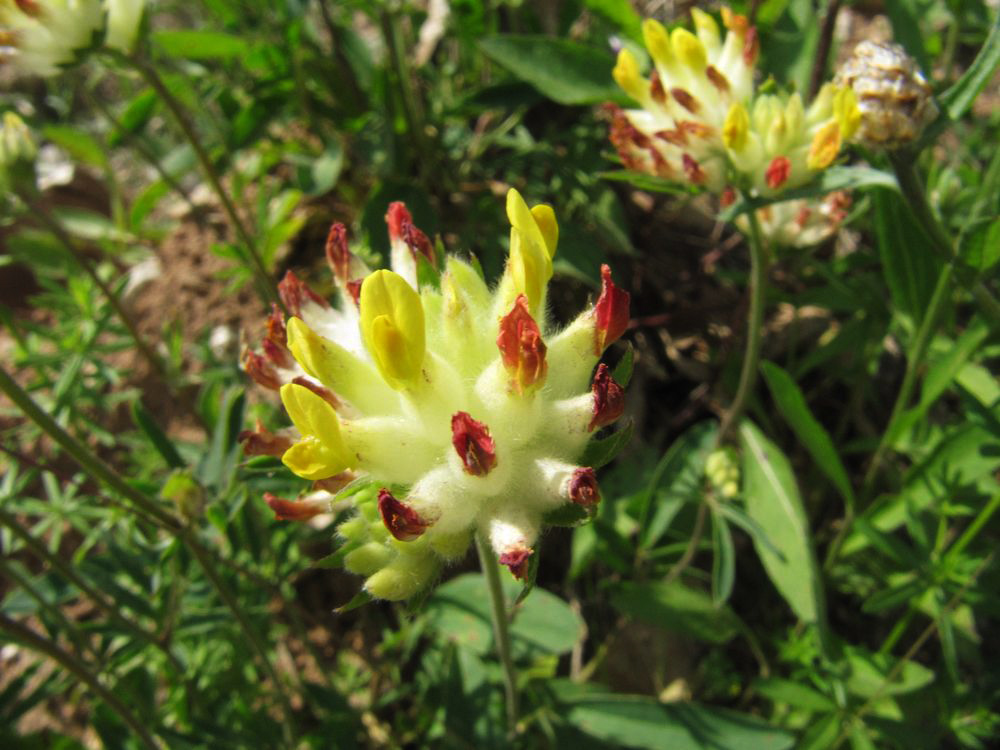 Image of Anthyllis vulneraria specimen.