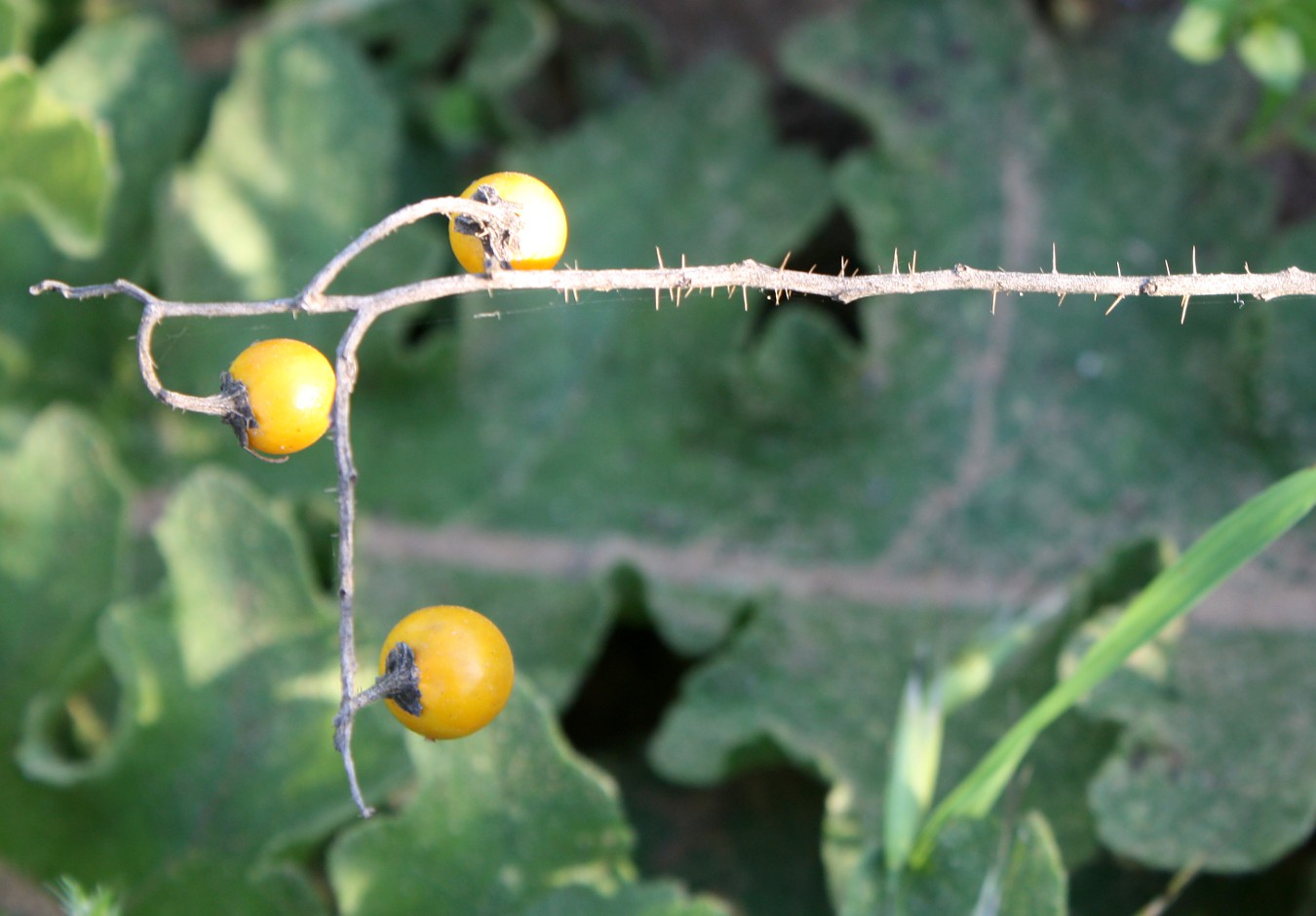 Изображение особи Solanum elaeagnifolium.