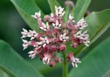 Asclepias syriaca. Соцветие. Московская обл., г. Железнодорожный, в культуре. 05.07.2012.