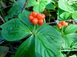 Chamaepericlymenum canadense