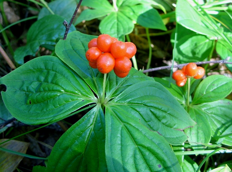 Image of Chamaepericlymenum canadense specimen.