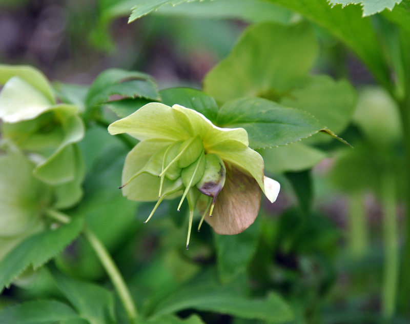 Изображение особи Helleborus caucasicus.