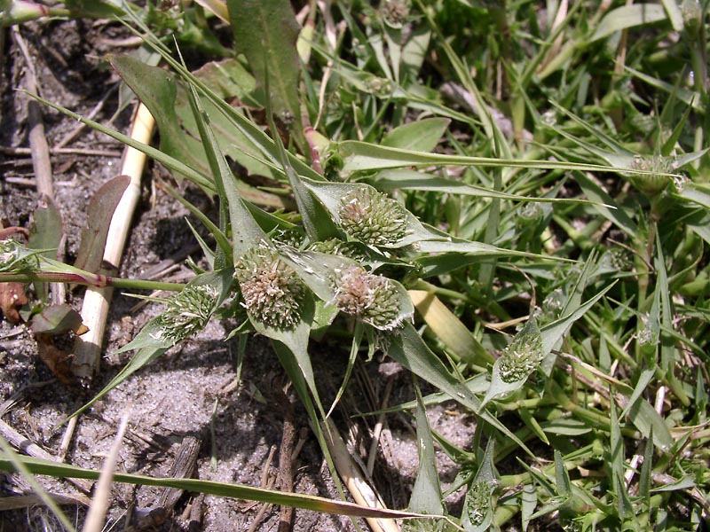 Image of Crypsis aculeata specimen.