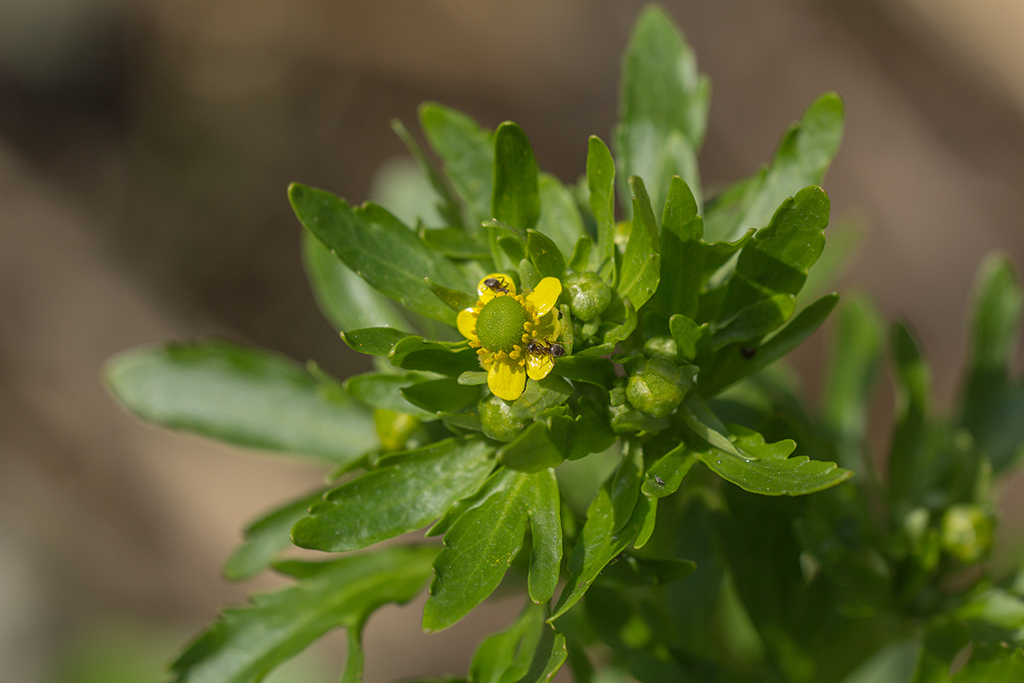 Image of Ranunculus sceleratus specimen.