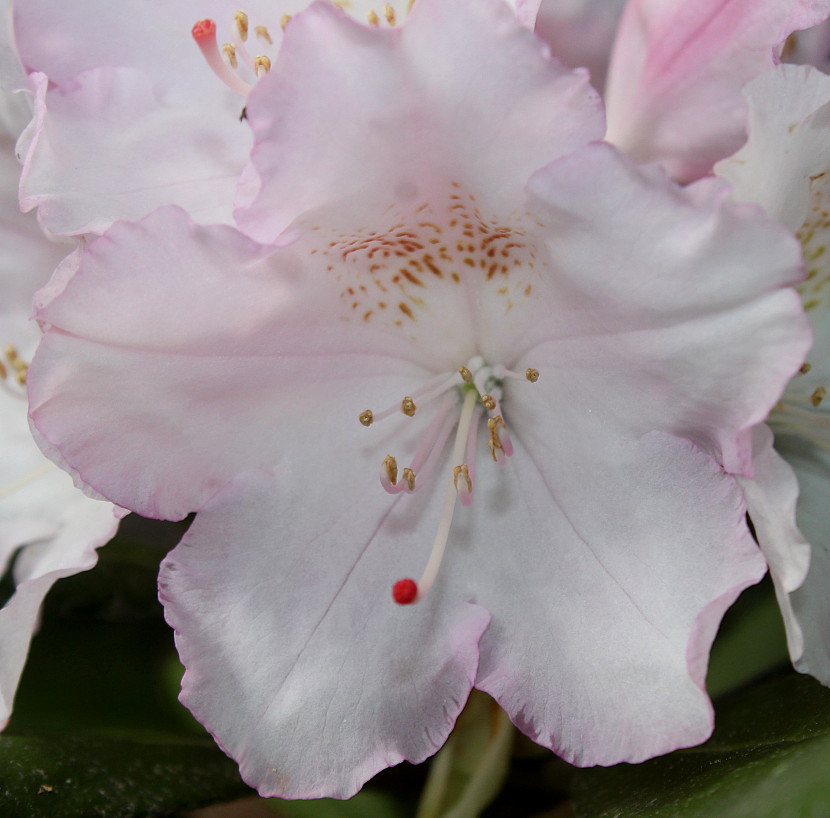 Изображение особи Rhododendron yakushimanum.